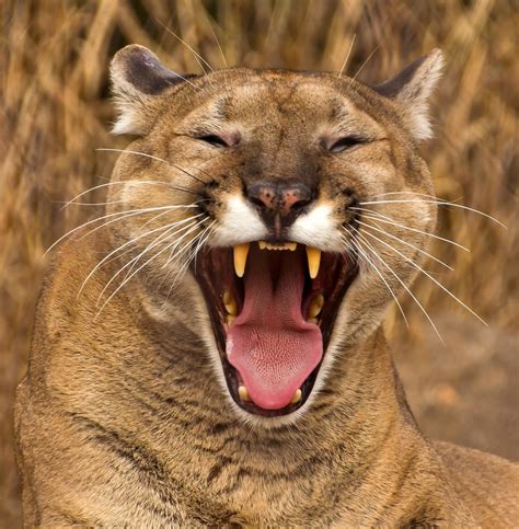 Cougar Yawn Taken At The Oklahoma City Zoo Oklahoma Kool Cats