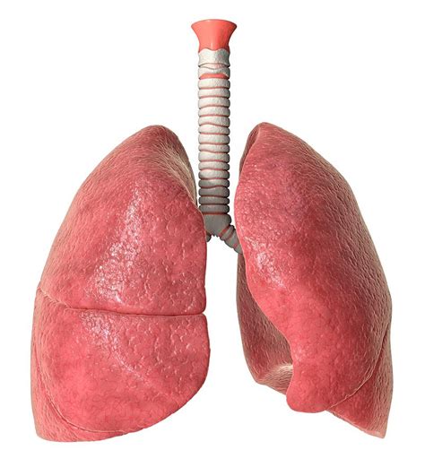Human Lungs Lung Anatomy Function And Diagrams 2022 10 10
