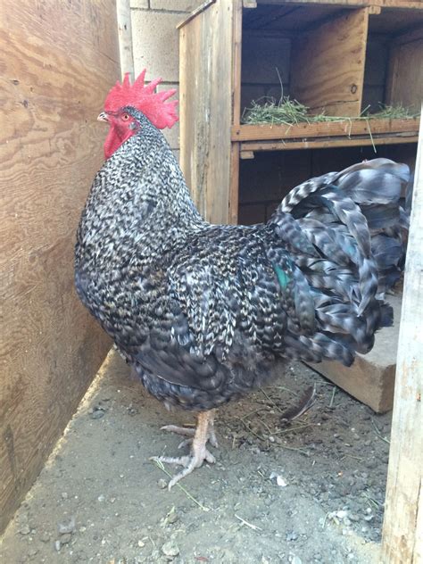 black sex link rooster backyard chickens learn how to raise chickens