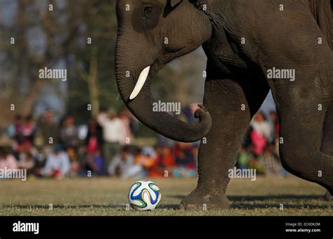 Elephant Riders Hi Res Stock Photography And Images Alamy