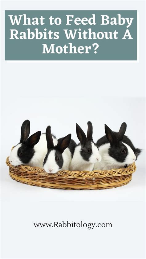 what-to-feed-baby-rabbits-without-a-mother? Rabbit Feeding, Baby