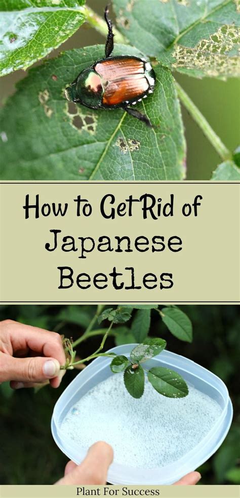 How To Get Rid Of Japanese Beetles