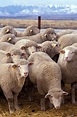 Mob Grazing Sheep | EcoFarming Daily