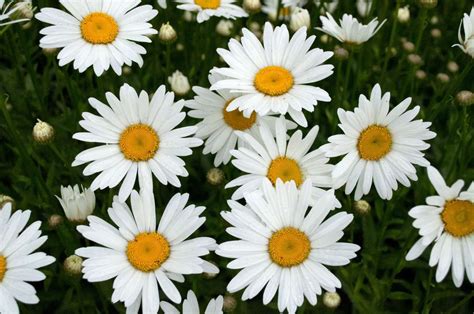 Daisy Flower And Plant Care Everything You Need To Know Southern Living