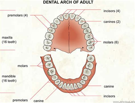 What Is An Arch In Dentistry Omni Dental