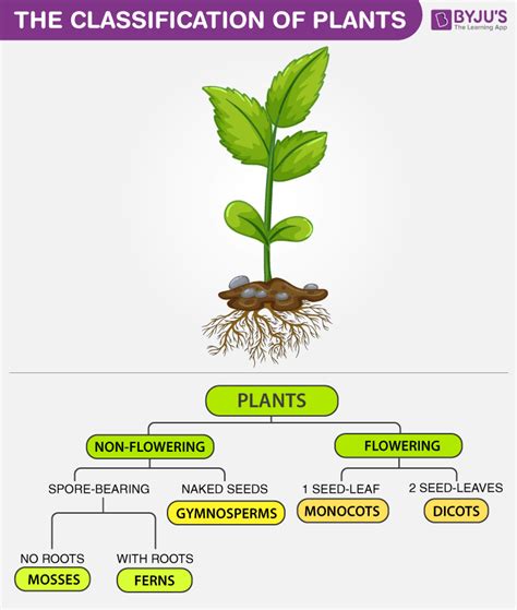The Classification Of Plants Biology Plants Plant Science