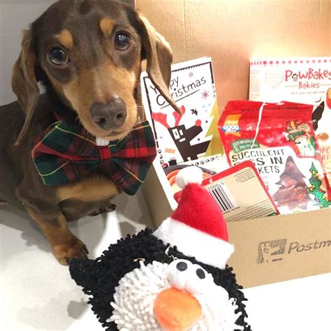 The Best Dog Christmas Ts For 2020 Presents Your Pup Will Love
