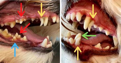 Cat Tooth Extraction Cost Cat Meme Stock Pictures And Photos