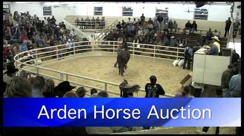 Arden Horse Auction Youtube
