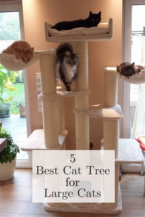 Incredible What Is The Best Cat Tree For Large Cats References Diysus