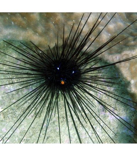 Diadema Setosum Porcupine Urchin