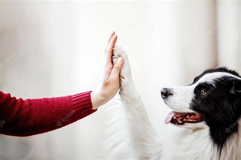 Premium Photo Dog Paw And Human Hand Are Doing Handshake