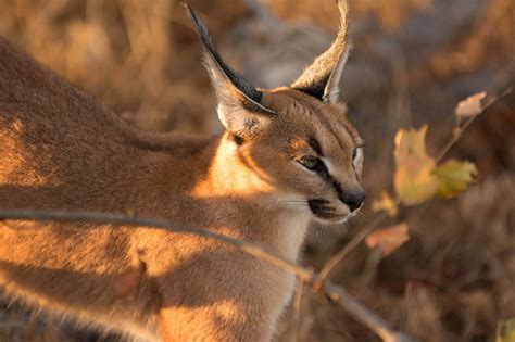 Five Lesser Known Wild Cats Of Africa Rhino Africa