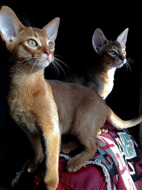Browse photos and descriptions of 1000 of ohio cats for sale in ohio of many breeds available right now! Five Quick Tips For Abyssinian Kittens For Sale Portland ...