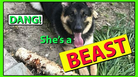 A Day With My Stick Obsessed German Shepherd 😂 Youtube