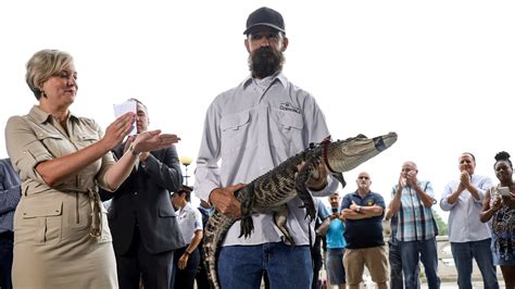 ‘chance The Snapper The Alligator That Mesmerized Chicago Is