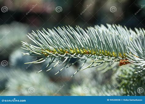Closeup Of Pine Tree Leaves With Details Stock Photo Image Of Leaves