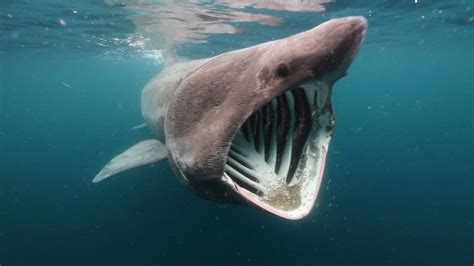 Basking Shark Discover Informationdiscover Information