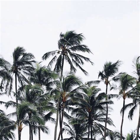 Aesthetic White Palm Trees Tumblr Palm Trees Beach