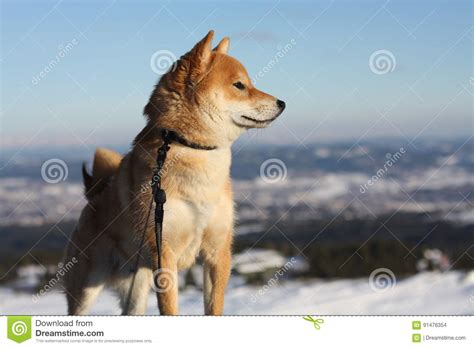 Shiba Inu Dog Playing In The Snow Stock Photo Image Of Beautiful