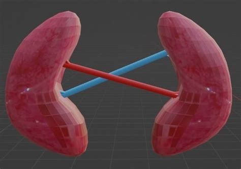 3d Model Low Poly Organs Vr Ar Low Poly Cgtrader
