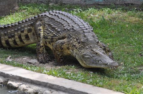 Nile Crocodile Scrathpad Iv Wiki Fandom