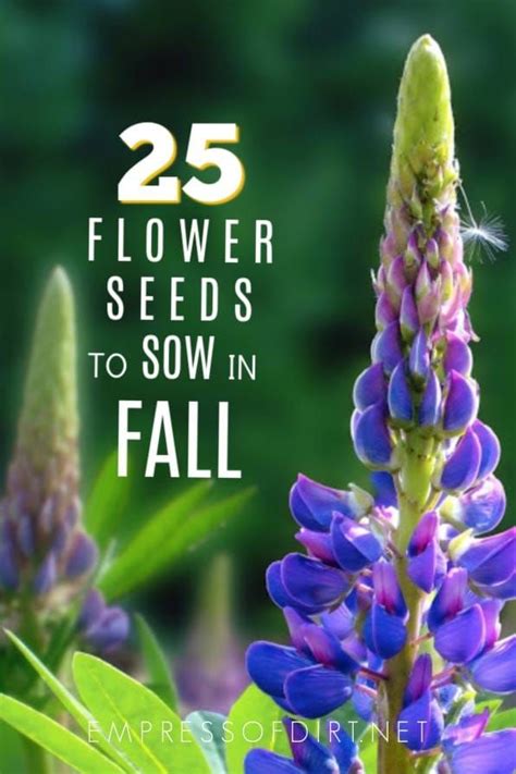 25 Flower Seeds To Sow In Fall Flowers Perennials Flower Seeds Fall