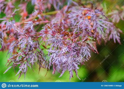 Bright Red Japanese Maple Or Acer Palmatum Leaves On The Autumn Garden