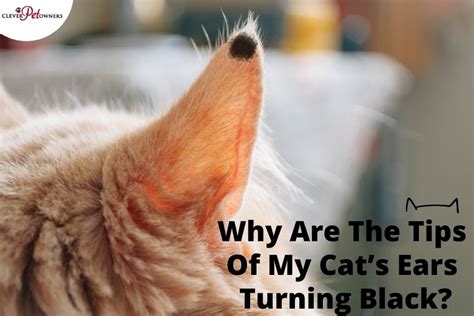 Why Are The Tips Of My Cats Ears Turning Black Clever Pet Owners