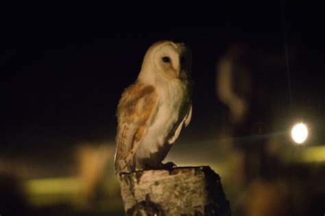 Owls By Moonlight Alecf Blipfoto