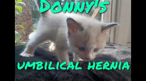 Umbilical Hernia In Kitten Donnys Umbilical Hernia Youtube