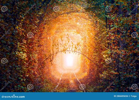 Magical Autumn Trees Tunnel With Old Railway Tunnel Of Love Natural