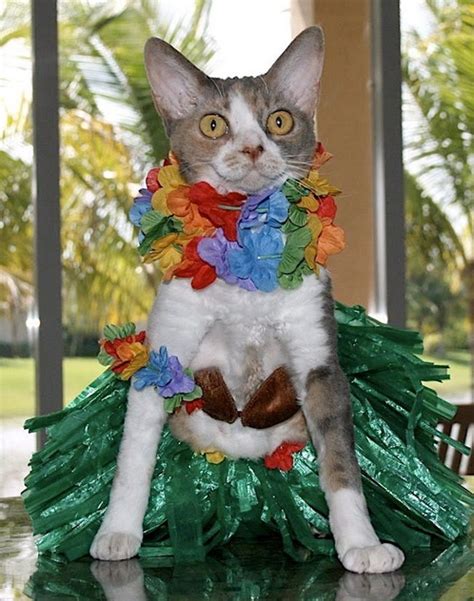You've come to the right place! 75+ Exotic Hawaiian Cat Names with Meanings | PetPress