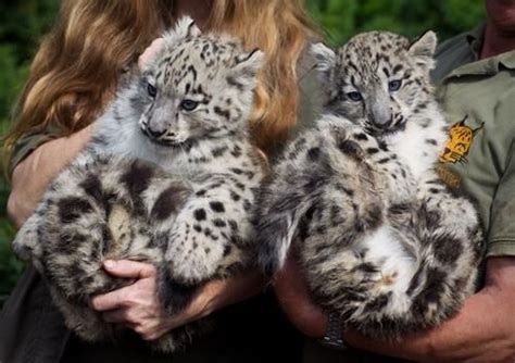 Baby Snow Leopards Baby Snow Leopard Leopard Kitten Wild Cats