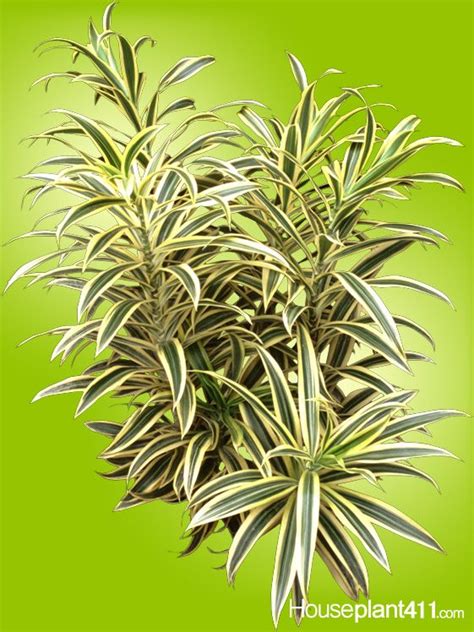 Apr 26, 2021 · although it is easiest to grow an aloe plant from an aloe shoot, it is sometimes possible to grow one from an aloe leaf. Pin on Plant Identification