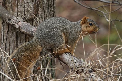 Maryland Biodiversity Project Eastern Fox Squirrel