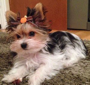 They need a lot of attention, love, and care due to their small size. Parti Yorkie Puppies For Sale | It's Parti Time For Yorkies