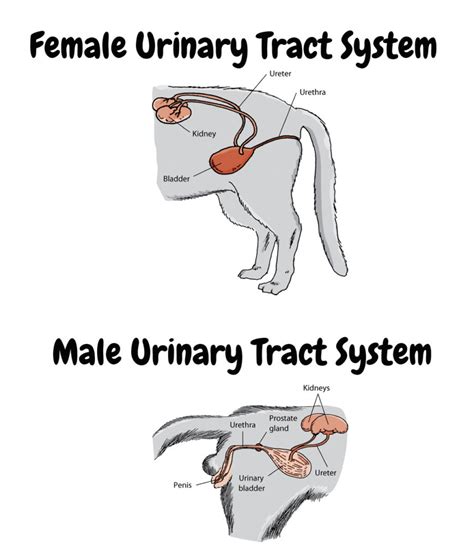 Cats Urinary System — Everything About Cats