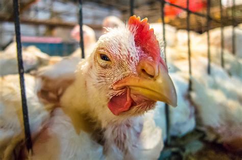 Avian Flu Symptoms In Chickens Elane Rozina