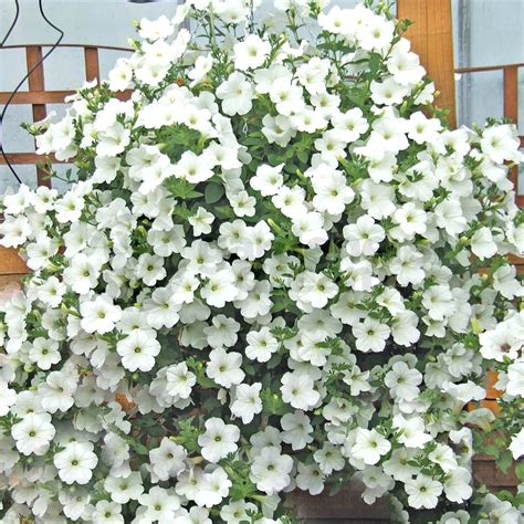 The draping branches spill out over the container to create a magnificent display for a front porch or grown in a wide range of colors and sizes, trailing flowers with nonstop, prolific blooms make the best flower types for hanging baskets. GardenersDream Petunia Surfinia Mix - 6 Jumbo Plug Plants ...