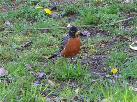 Robins Migrate Through Every Spring Wildlife Animals Garden