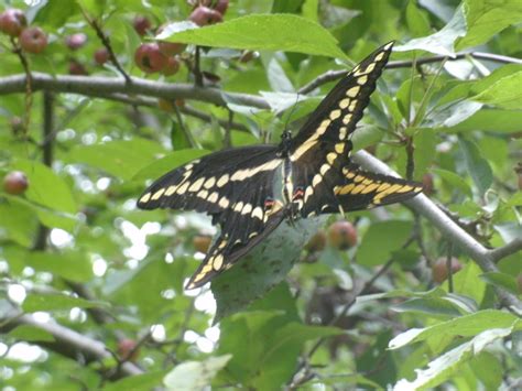 Clegg Garden Today Giant Swallowtail Butterfly