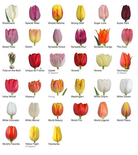 Tulip Varieties Types Of Tulips Types Of Flowers Flower Names