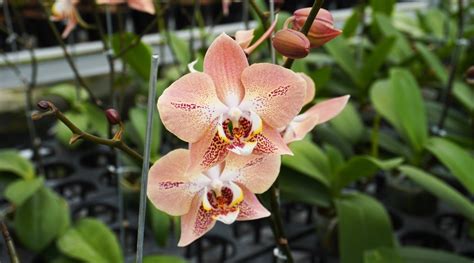Are Orchids Considered Annual Biennial Or Perennial Flowers