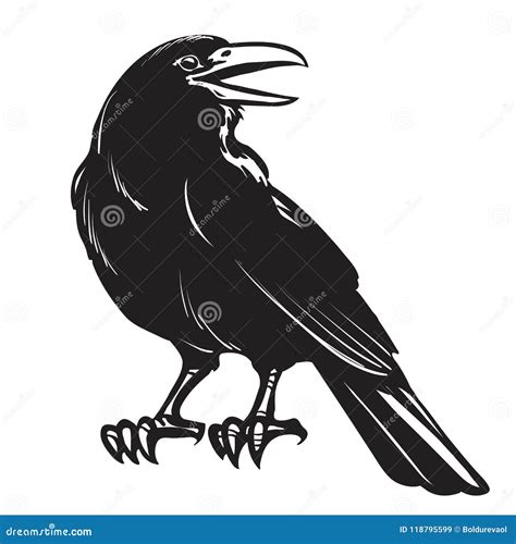 Cuervo Negro Gráfico Aislado En El Fondo Blanco Ilustración Del Vector