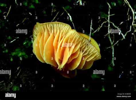 New Zealand Bush Fungi Stock Photo Alamy