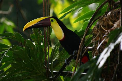 Toucan Parrot Bird Tropical 71 Wallpapers Hd Desktop
