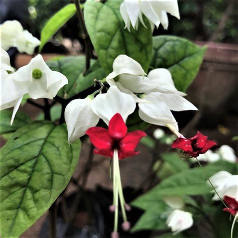 Bleeding Heart Clerodendrum Thomsoniae Climber White Flowers Plant In