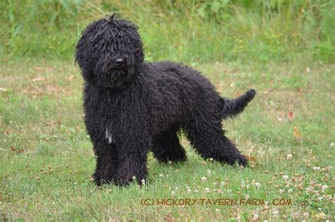 Hickory Tavern Farm Barbet Dogs Our Barbet Puppy Solene At 6 Months