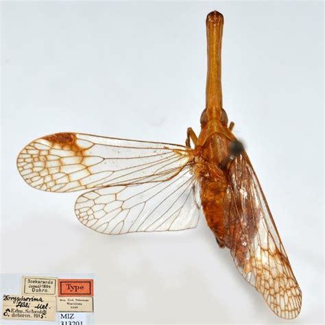 Pdf Review Of The Genus Doryphorina Melichar 1912 Hemiptera